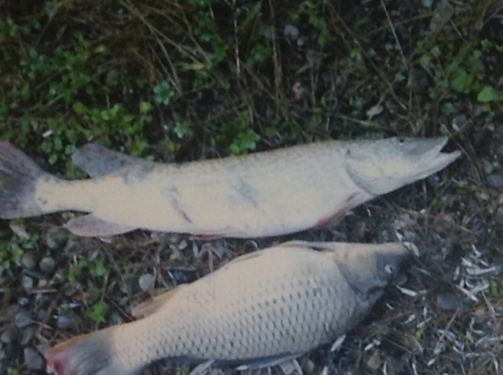 pesci morti dopo lo svaso delle dighe